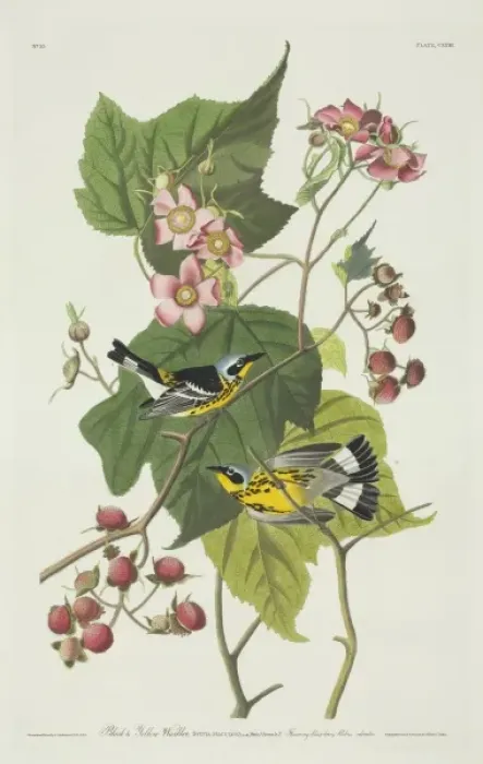 Framed Print : Dendroica magnolia, magnolia warbler Framed Print : Dendroica magnolia, magnolia warbler
