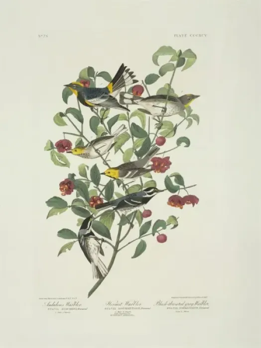 Framed Print : Dendroica nigrescens, Dendroica occidentalis, Dendroica coro Framed Print : Dendroica nigrescens, Dendroica occidentalis, Dendroica coro