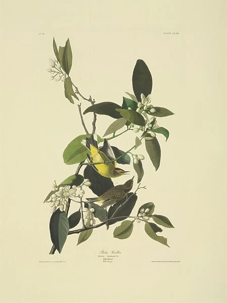 Dendroica palmarum, palm warbler