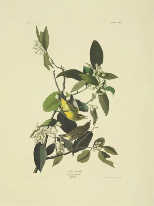 Framed Print : Dendroica palmarum, palm warbler Framed Print : Dendroica palmarum, palm warbler