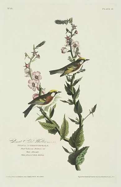 Dendroica pensylvanica, chestnut-sided warbler