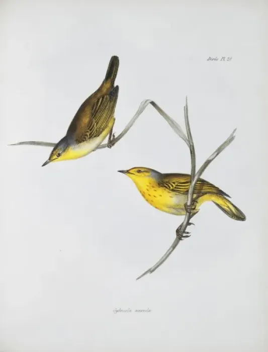 Framed Print : Dendroica petechia aureola, yellow warbler Framed Print : Dendroica petechia aureola, yellow warbler