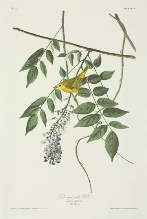 Framed Print : Dendroica petechia, yellow warbler Framed Print : Dendroica petechia, yellow warbler