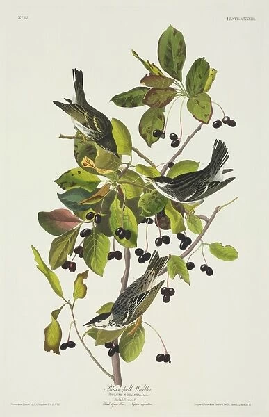 Dendroica striata, blackpoll warbler