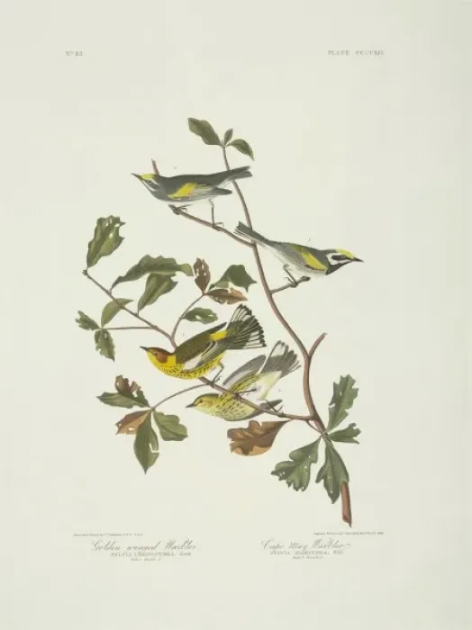 Framed Print : Dendroica tigrina Cape May warbler Vermivora chrysoptera gol Framed Print : Dendroica tigrina Cape May warbler Vermivora chrysoptera gol