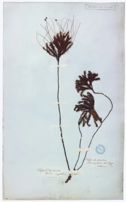 Framed Print : Dendroligotrichum dendroides Framed Print : Dendroligotrichum dendroides