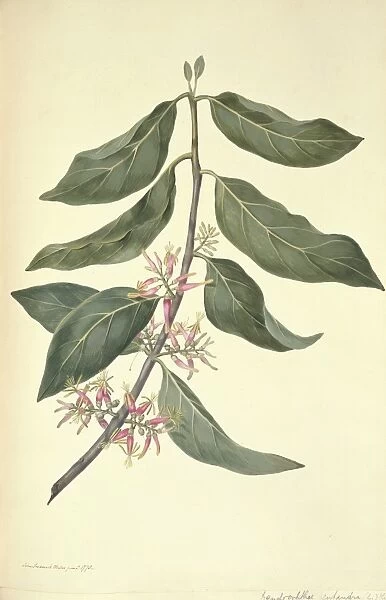 Dendrophthoe pentadra, mistletoe