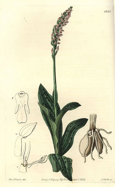 Dense-flowered orchid, Neotinea maculata