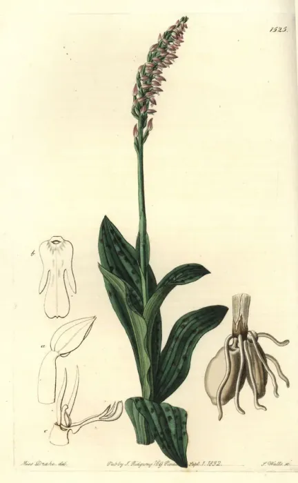 Framed Print : Dense-flowered orchid, Neotinea maculata Framed Print : Dense-flowered orchid, Neotinea maculata