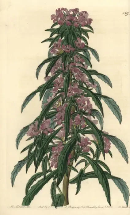 Framed Print : Denseflower willowherb, Boisduvalia densiflora Framed Print : Denseflower willowherb, Boisduvalia densiflora