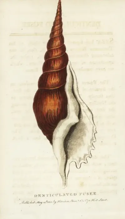 Framed Print : Denticulated fusee shell, Tibia fusus conch shell Framed Print : Denticulated fusee shell, Tibia fusus conch shell