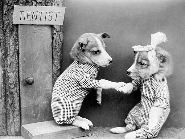 Dentist Dog. A doggy dentist treats a client with toothache! Date: early 1930s