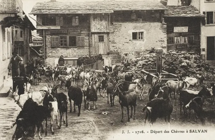 Framed Print : The Departure of a herd of goats from Salvan, Switzerland Framed Print : The Departure of a herd of goats from Salvan, Switzerland
