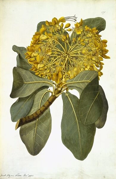 Deplanchea tetraphylla, golden bouquet tree