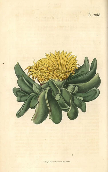 Depressed tongue fig-marigold, Mesembryanthemum depressum