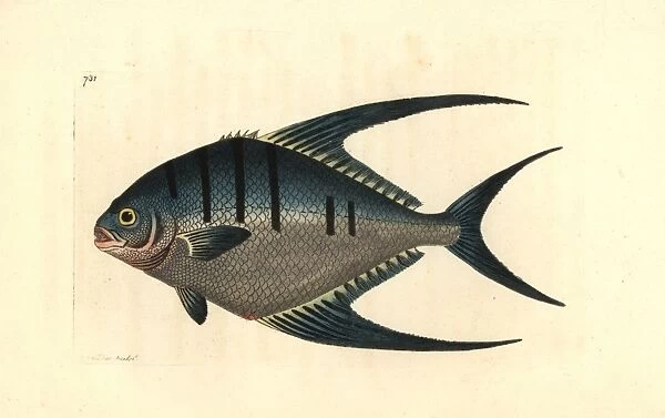 Derbio or pompano fish, Trachinotus ovatus