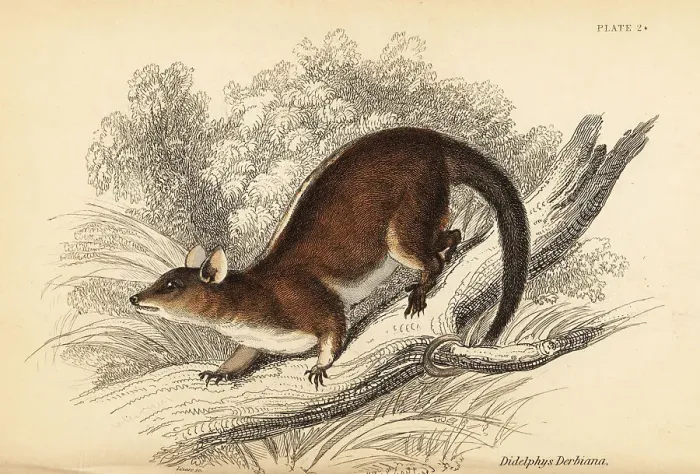 Framed Print : Derby's woolly opossum, Caluromys derbianus Framed Print : Derby's woolly opossum, Caluromys derbianus