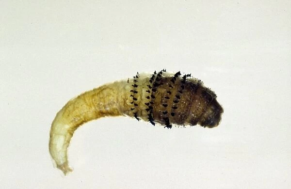 Dermatobia hominis, botfly larva