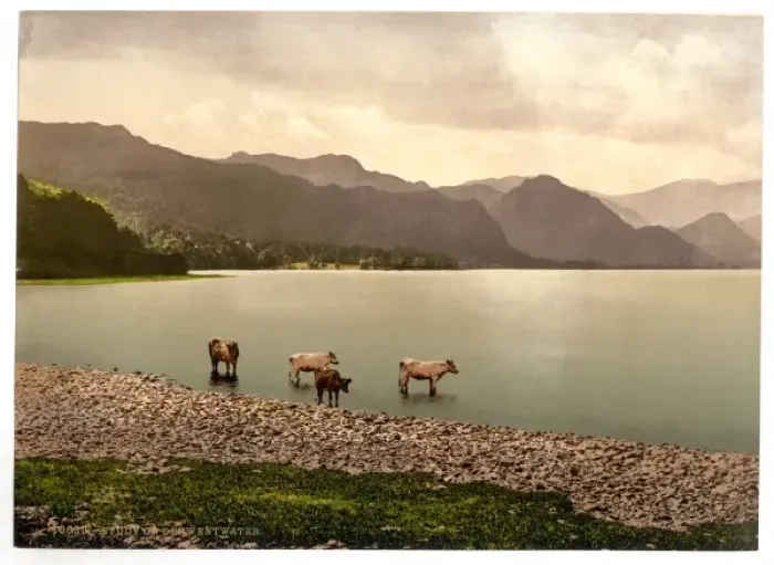 Framed Print : On Derwentwater, cattle study, Lake District, England Framed Print : On Derwentwater, cattle study, Lake District, England