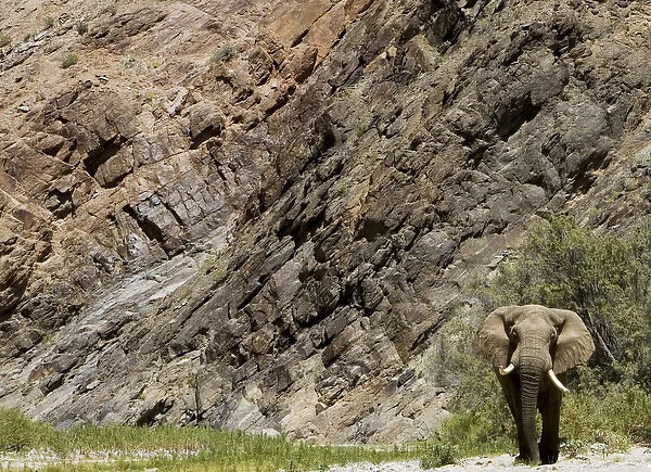 Desert Elephant (Loxodonta africana). Kaokoland Namibia - Africa
