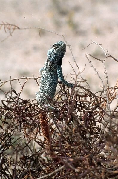 Desert lizard, Abu Dhabi