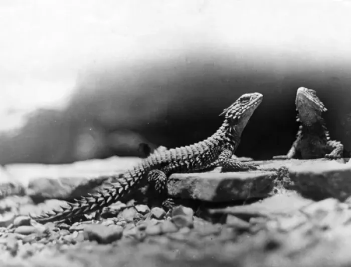 Framed Print : Desert Lizards Framed Print : Desert Lizards