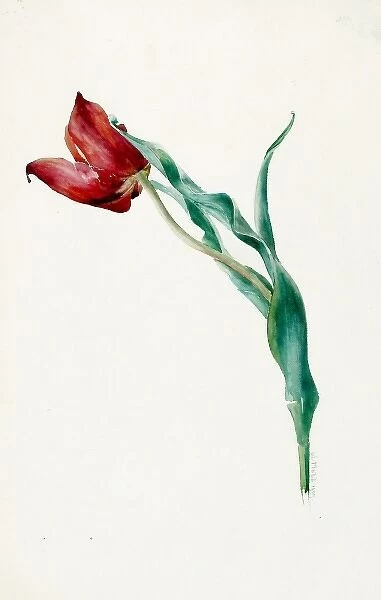 Design for Sketches -- a single tulip