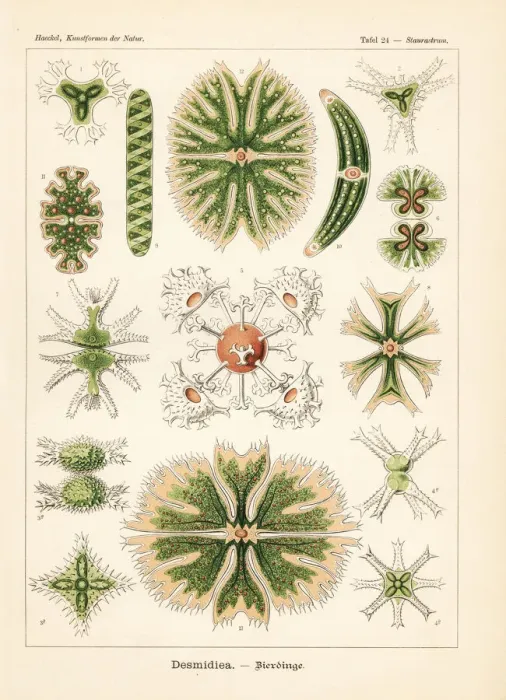 Framed Print : Desmidiaceae algae species Framed Print : Desmidiaceae algae species