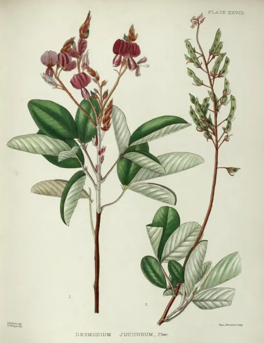 Framed Print : Desmodium jucundum Framed Print : Desmodium jucundum
