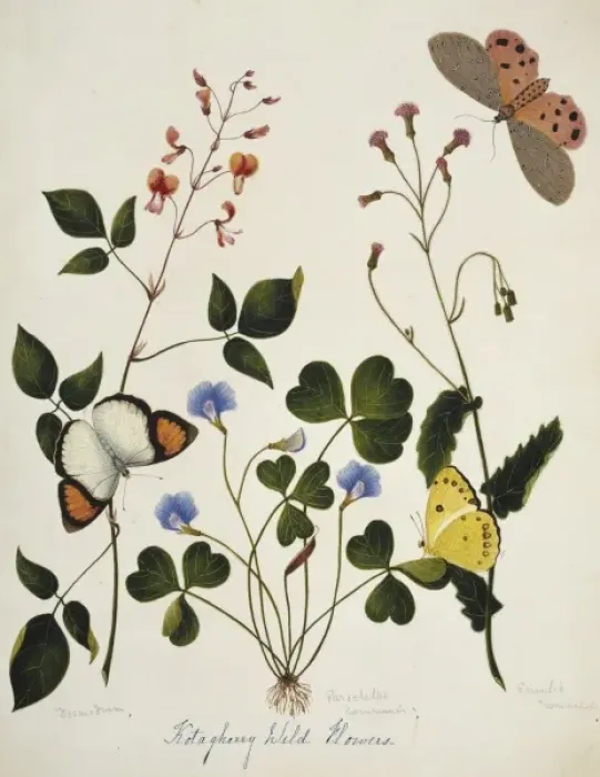 Framed Print : Desmodium and wild flowers Framed Print : Desmodium and wild flowers