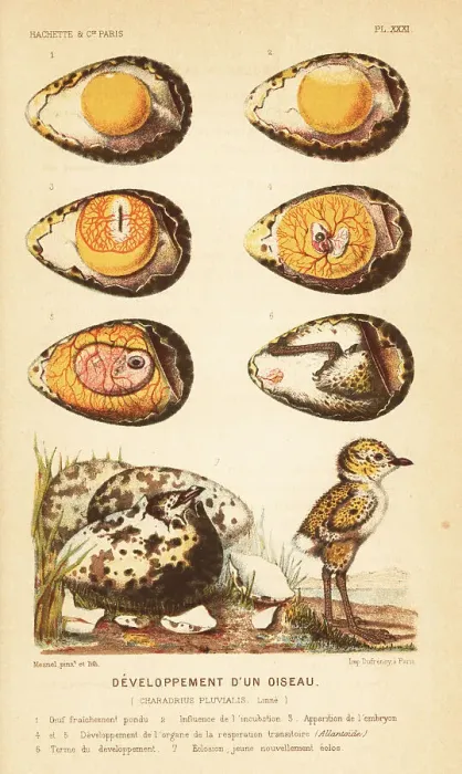 Framed Print : Development of a bird, European golden plover Framed Print : Development of a bird, European golden plover