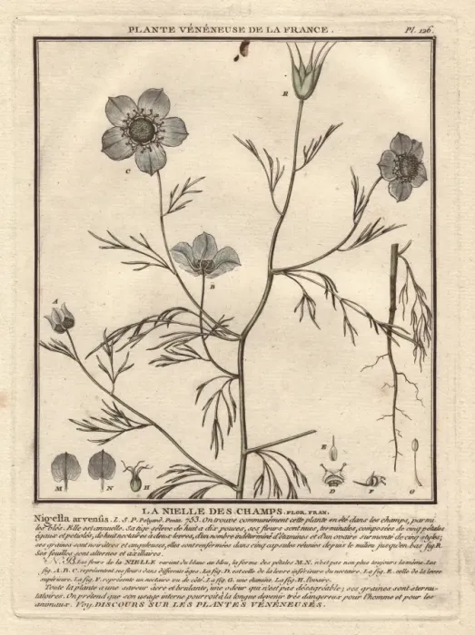Framed Print : Devil-in-a-bush or love in a mist, Nigella arvensis Framed Print : Devil-in-a-bush or love in a mist, Nigella arvensis