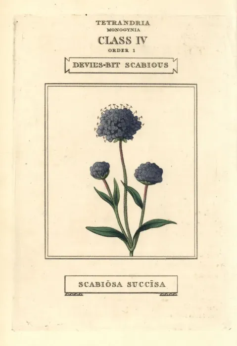 Framed Print : Devils bit scabious, Succisa pratensis Framed Print : Devils bit scabious, Succisa pratensis