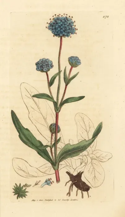 Framed Print : Devils bit scabious, Succisa pratensis Framed Print : Devils bit scabious, Succisa pratensis