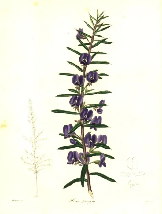 Framed Print : Devils pins or pungent hovea, Hovea pungens Framed Print : Devils pins or pungent hovea, Hovea pungens