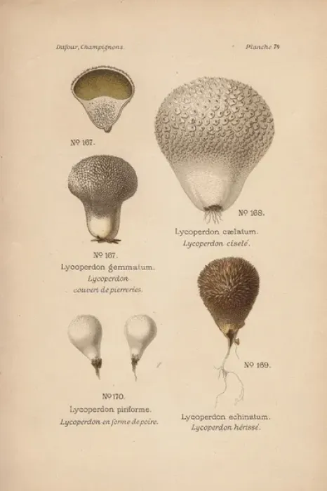 Framed Print : Devils snuffbox, Lycoperdon gemmatum Framed Print : Devils snuffbox, Lycoperdon gemmatum