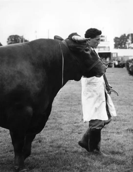 Framed Print : Devon bull at the Devon County Show Framed Print : Devon bull at the Devon County Show