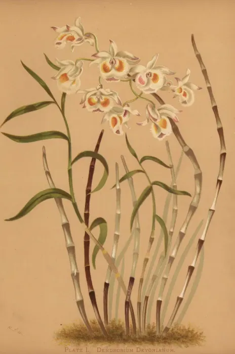Framed Print : Devons dendrobium orchid, Dendrobium Framed Print : Devons dendrobium orchid, Dendrobium