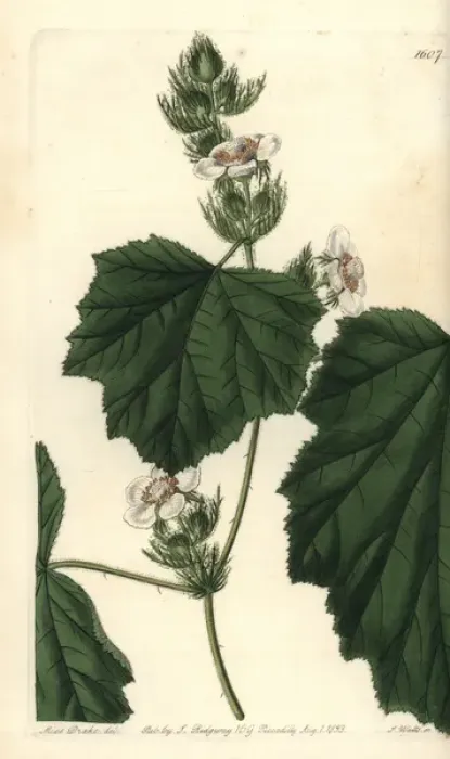 Framed Print : Dewy bramble, Rubus alceifolius Framed Print : Dewy bramble, Rubus alceifolius