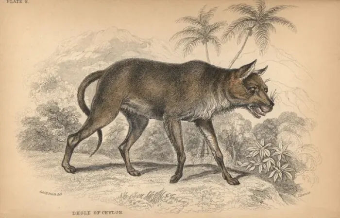 Framed Print : Dhole of Ceylon, Chryseus ceylonicus Unknown species