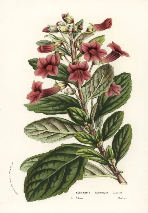 Framed Print : Di huang, Rehmannia glutinosa Framed Print : Di huang, Rehmannia glutinosa
