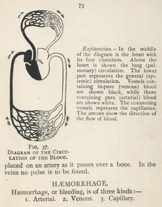 Framed Print : Diagram showing the circulation of the blood