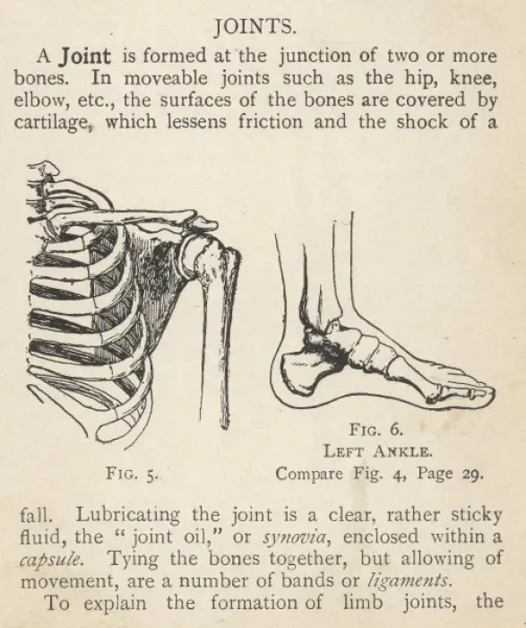 Framed Print : Diagrams of human shoulder and ankle joints Framed Print : Diagrams of human shoulder and ankle joints