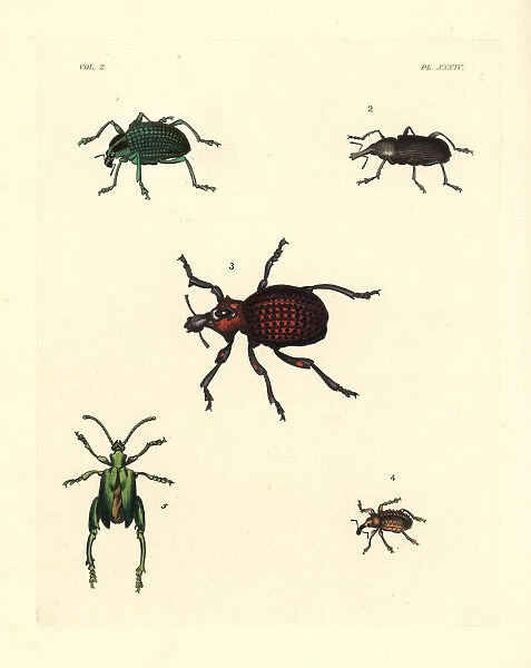 Diamond beetle and weevils