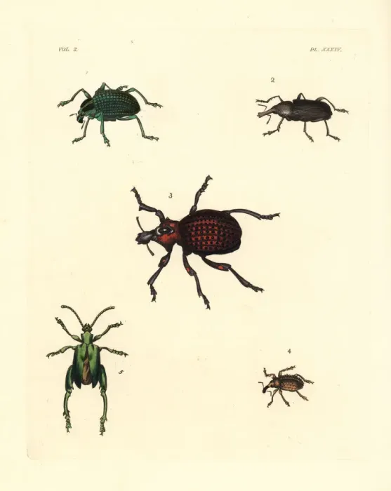 Framed Print : Diamond beetle and weevils Framed Print : Diamond beetle and weevils