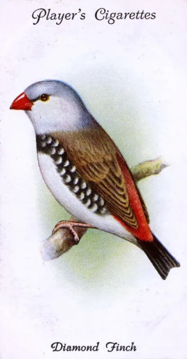 Framed Print : Diamond Finch Framed Print : Diamond Finch