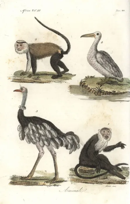 Framed Print : Diana and mona monkeys, ostrich and pelican Framed Print : Diana and mona monkeys, ostrich and pelican