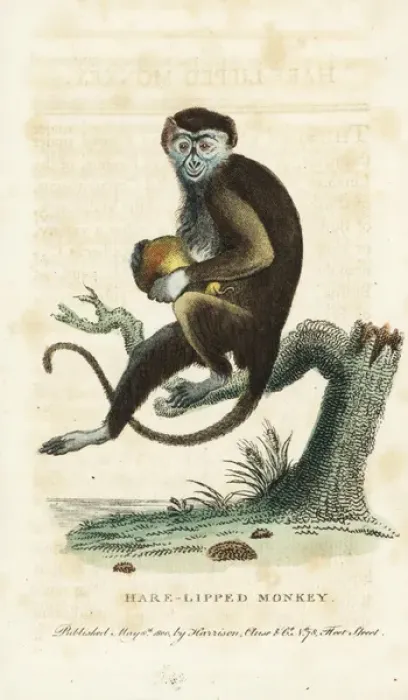 Framed Print : Diana monkey, Cercopithecus diana Framed Print : Diana monkey, Cercopithecus diana