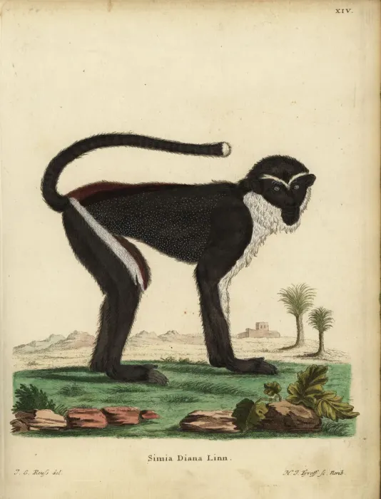 Framed Print : Diana monkey or Diana guenon, Cercopithecus Framed Print : Diana monkey or Diana guenon, Cercopithecus
