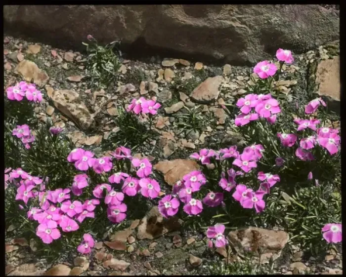 Framed Print : Dianthus Alpinus (Alpine Pink) Framed Print : Dianthus Alpinus (Alpine Pink)